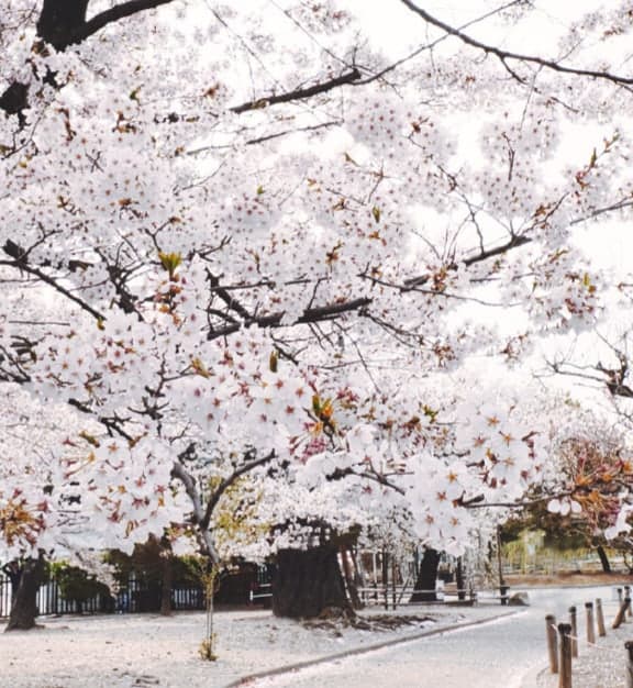 Cherry blossoms in full bloom